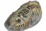Rare Treveropyge Trilobite - Exceptional Specimen #376903-4